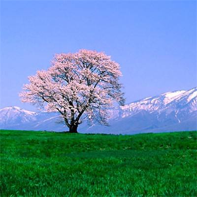 搬进新家园 生活节节高（雪域欢歌70载·西藏启航新时代）