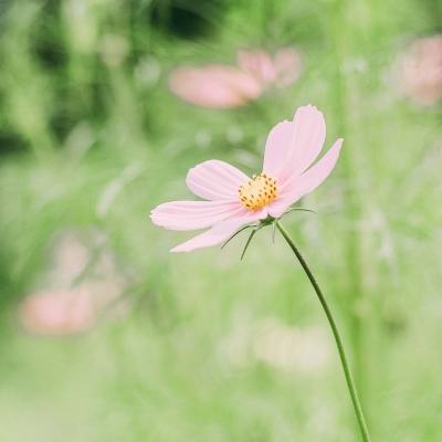 石破茂：愿与中方共同打造“建设性的、稳定的”日中关系