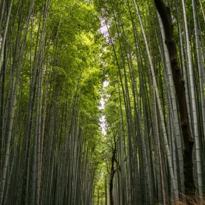 “我为群众办实事”微观察之一：助力乡村振兴，在希望的田野上播种金色未来